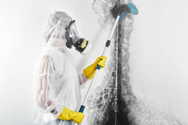 Forensic Mold Investigation in Marlboro Village, MD