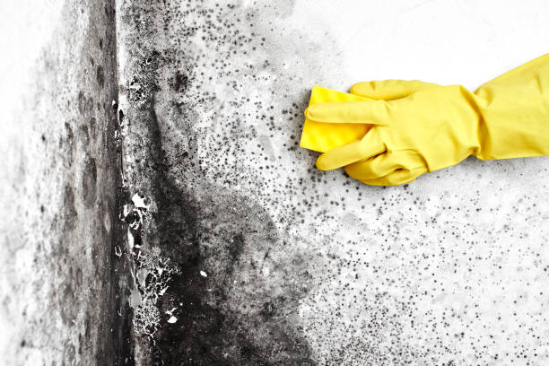 Best Post-Construction Mold Inspection  in Marlboro Village, MD