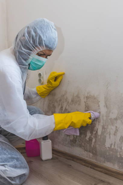Best Mold-Related Health Consultation  in Marlboro Village, MD