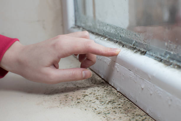 Best Mold Damage Restoration  in Marlboro Village, MD
