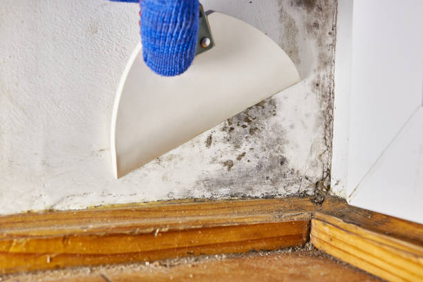 Best Indoor Air Quality Assessment  in Marlboro Village, MD